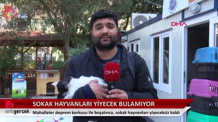 Deprem sonrası kenti terk edildi, sokak hayvanları yiyecek bulamıyor