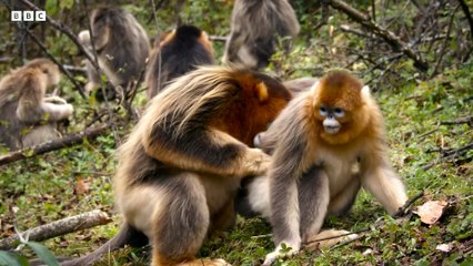 Snub Nosed Monkey Fights to Protect Family - 4K UHD - China: Nature's Ancient Kingdom - BBC Earth