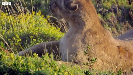 Puma Mothers in Savage Battle - Dynasties II - BBC Earth
