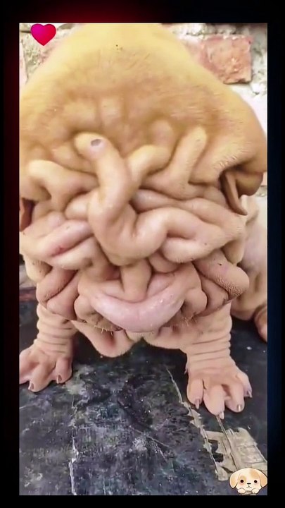 Ooooh My God What is This?... Try not to laugh .....You have any idea? What is this? Please answ...