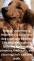 Regular grooming is important to keep your dog clean and healthy. This includes bathing, brushing their coat, trimming their nails, and cleaning their ears and teeth.