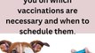 Regular check-ups and vaccinations are necessary to ensure your dog's good health. Your veterinarian can advise you on which vaccinations are necessary and when to schedule them.