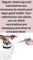 Regular check-ups and vaccinations are necessary to ensure your dog's good health. Your veterinarian can advise you on which vaccinations are necessary and when to schedule them.