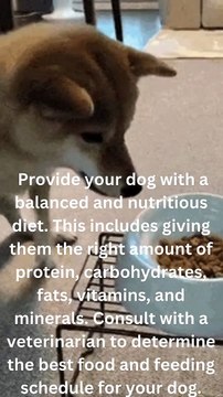 Provide your dog with a balanced and nutritious diet. This includes giving them the right amount of protein, carbohydrates, fats, vitamins, and minerals. Consult with a veterinarian to determine the best food and f