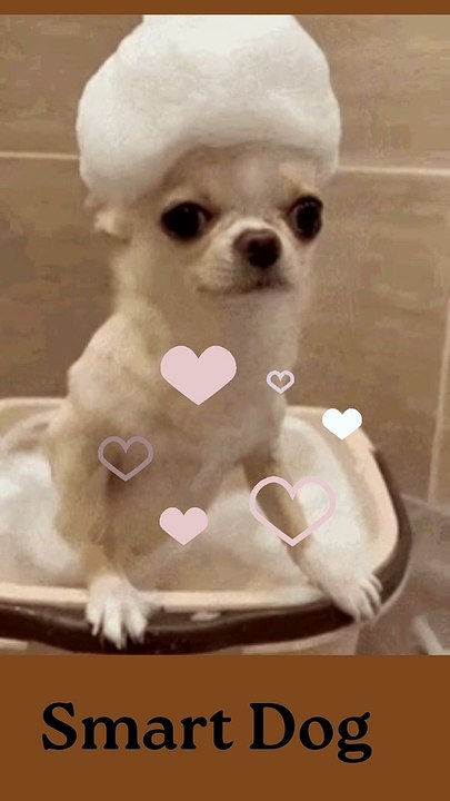 Smart Dog