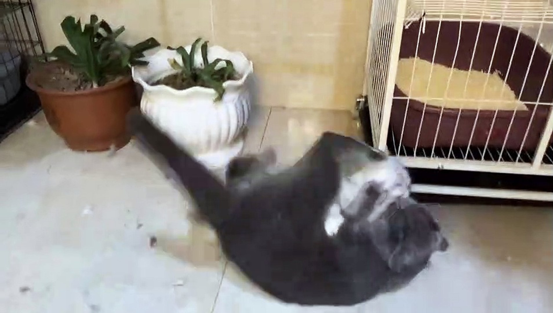 ⁣Bloody Cat and Cat Fights  Angry Cats vs Cat