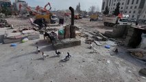 Barındıkları bina yıkılıp sahipsiz kalan güvercinleri elleriyle besliyor