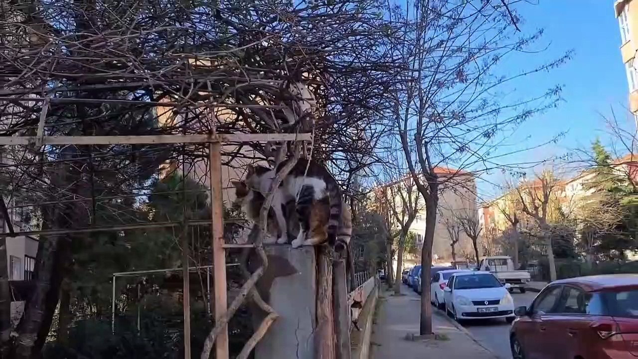 8 Male Cats chasing the Female Cat want to have the female cat by force