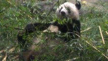 A Tokyo folla per salutare il panda Xiang Xiang che va in Cina
