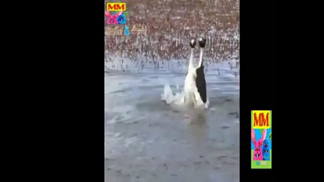 اغنية شيماء على واحدة ونص