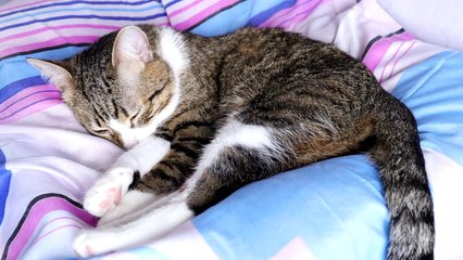 Cat Doesn't Like Being Watched while He Sleeps