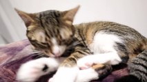 Cat Grooms Himself  on a Pillow