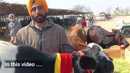 सस्ती से सस्ती और मंहगी से मंहगी गाय/sasti se sasti aur mehangi se mehangi gai  @hinddairyfarm