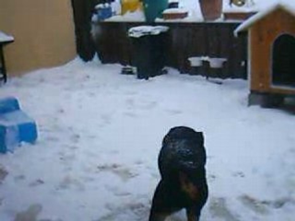 BYRON ATTRAPE ET MANGE LA NEIGE