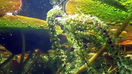 Natural Pools - Natural Pool selfbuild!!