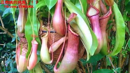 Bug Eating Plant