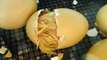 Newly Hatched Chicken - Chick Hatching From Egg!
