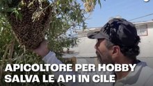 Apicoltore per hobby salva le api in Cile