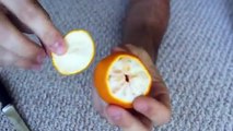 You've Been Peeling Clementine Wrong