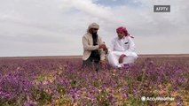 Winter rain triggers desert bloom in Saudi Arabia