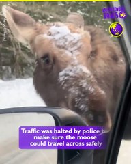 Moose on the loose !!