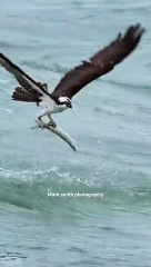 Un balbuzard emporte un énorme barracuda... belle pêche