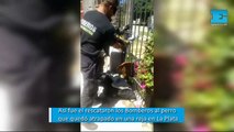 Así rescataron los Bomberos al perro que quedó atrapado en una reja en La Plata