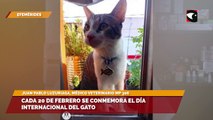 Cada 20 de Febrero se conmemora el día internacional del gato