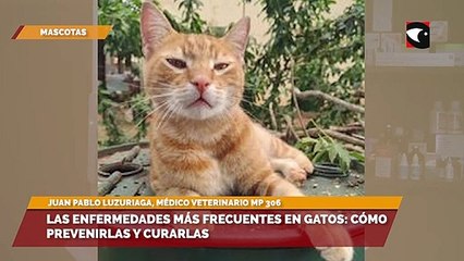 Las enfermedades más frecuentes en gatos cómo prevenirlas y curarlas