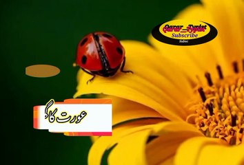 Awrt ka ghar kharb karni si philee | عورت کاگھر خراب کرنےسےپہلے | qarar__typist