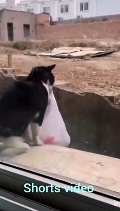 Cat funny video 