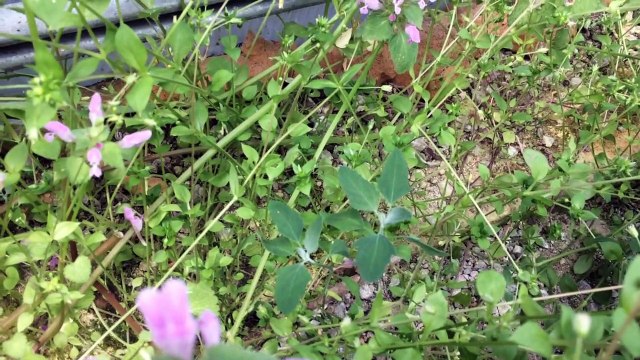 Doğada Toplanıp Yemeği ve Şifalı Çayı Yapılan SİRKEN OTU Yabani Ispanak