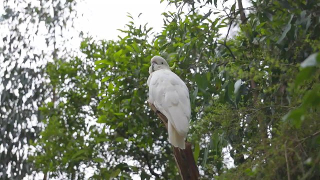 kingdom of Parrots Macaw Cockatoo Birds wildlife