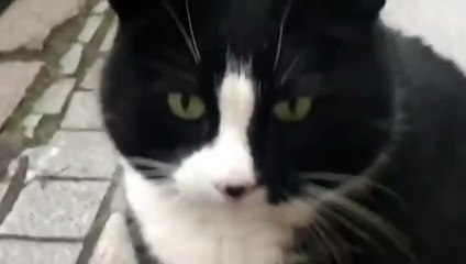 Fat Cat Has Become The Top-Rated Tourist Attraction in a Polish City with a Perfect 5-Star on Google