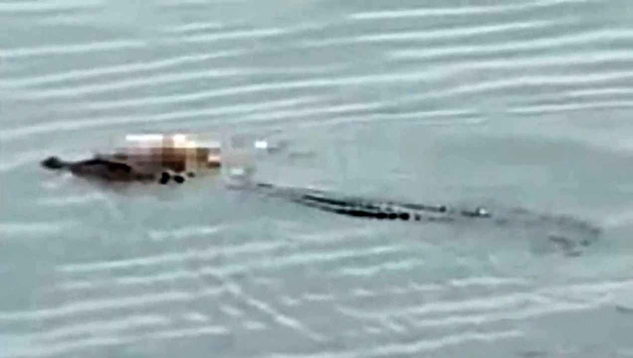 Extraordinary moment a crocodile carries the intact body of a boy, four, to rescuers a mile away from where he drowned in Indonesian river