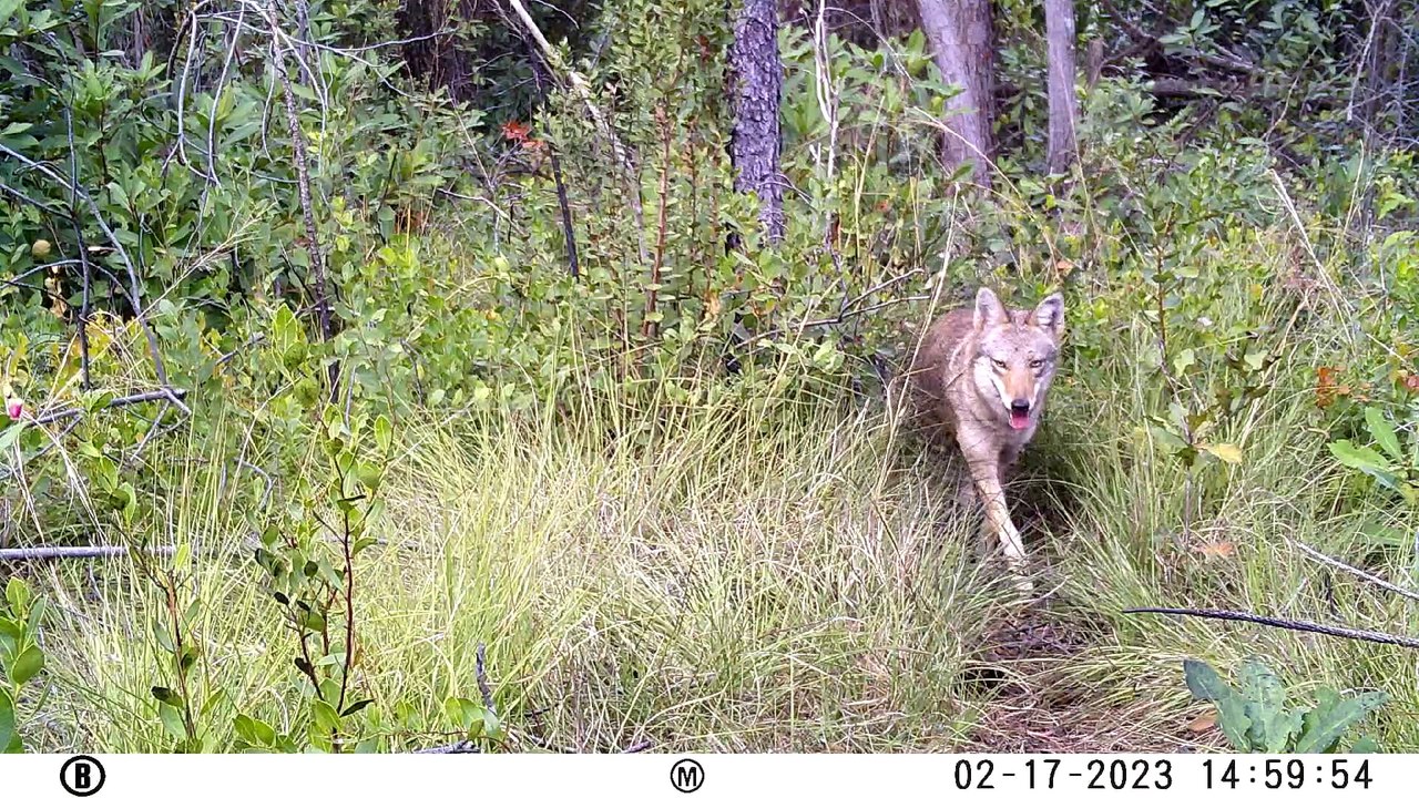 Coyote Wildlife Camera