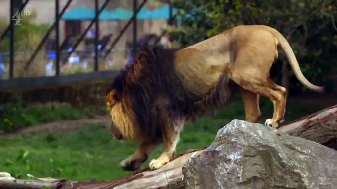 The Secret Life Of The Zoo - Se2 - Ep01 HD Watch
