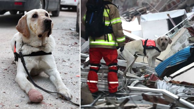 [뉴스라이더] 토백이의 눈물겨운 '부상 투혼'...현재 건강 상태는? / YTN