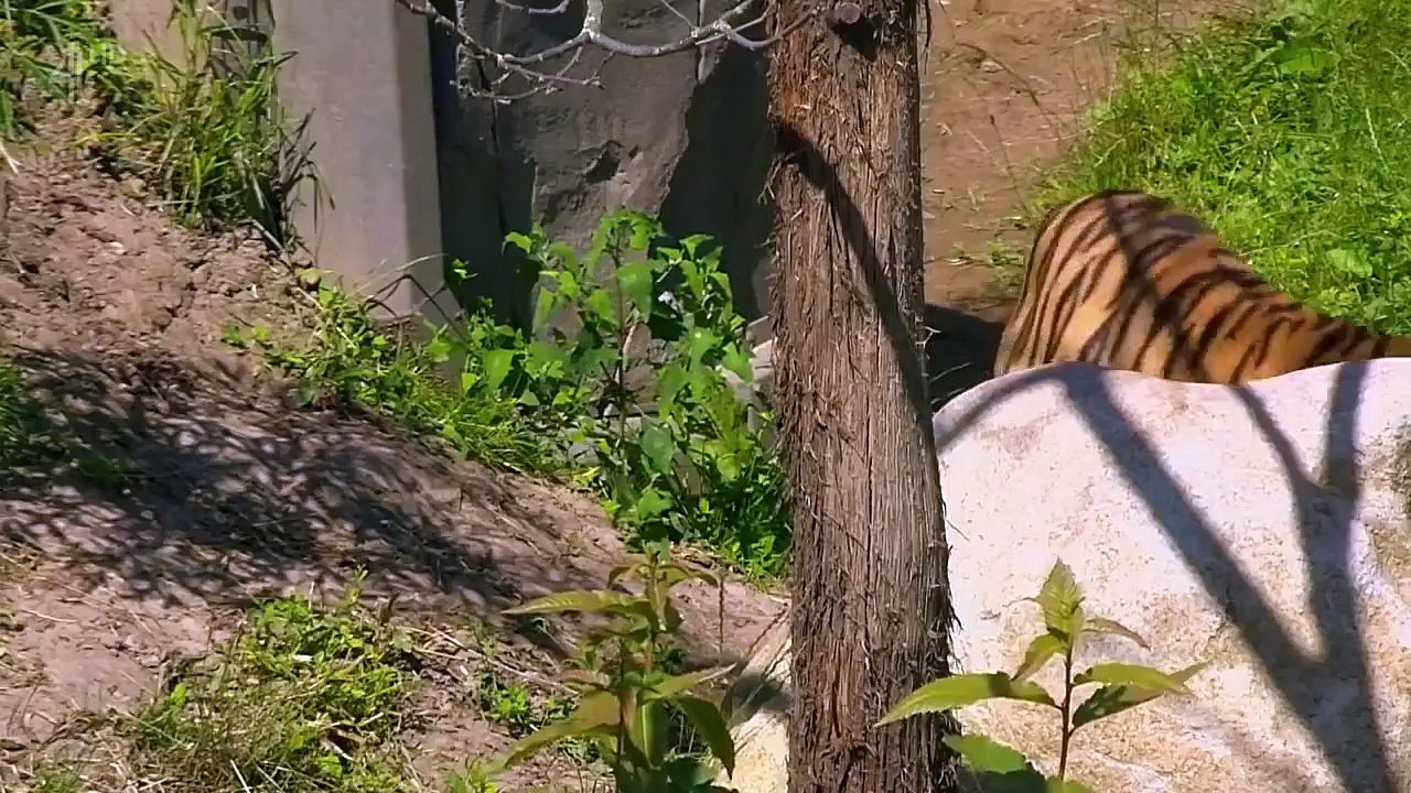 The Secret Life Of The Zoo - Se2 - Ep04 HD Watch
