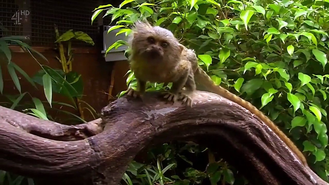 The Secret Life Of The Zoo - Se2 - Ep05 HD Watch