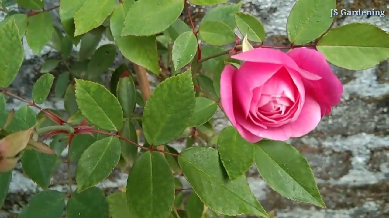 Rose from my garden
