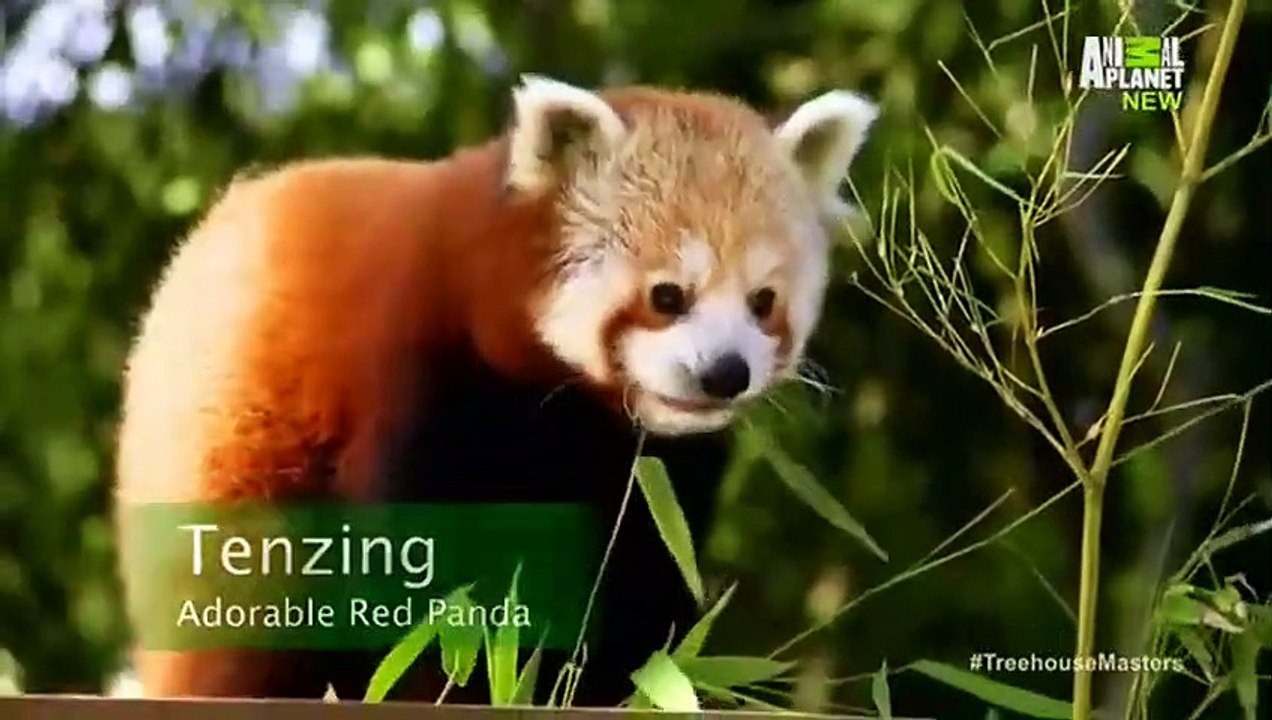 Treehouse Masters - Se3 - Ep05 HD Watch