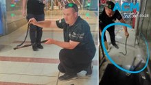 Venomous red-bellied black snake caught in an Adelaide Westfield