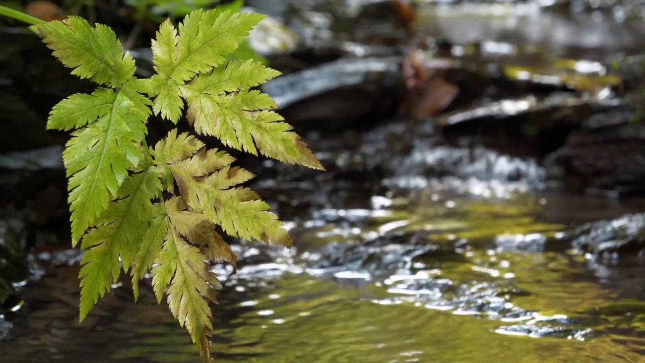 Meditation and Deep Sleep (Nature Sounds) Ambient and Soft  Relaxation Music