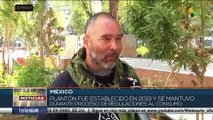 Policía de la Ciudad de México retiró campamento cannábico instalado junto al Senado de República