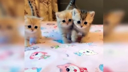 Baby Cats - Cute And Funny Cat Video #funnyvideo #funnyanimals #chhotuawasthi