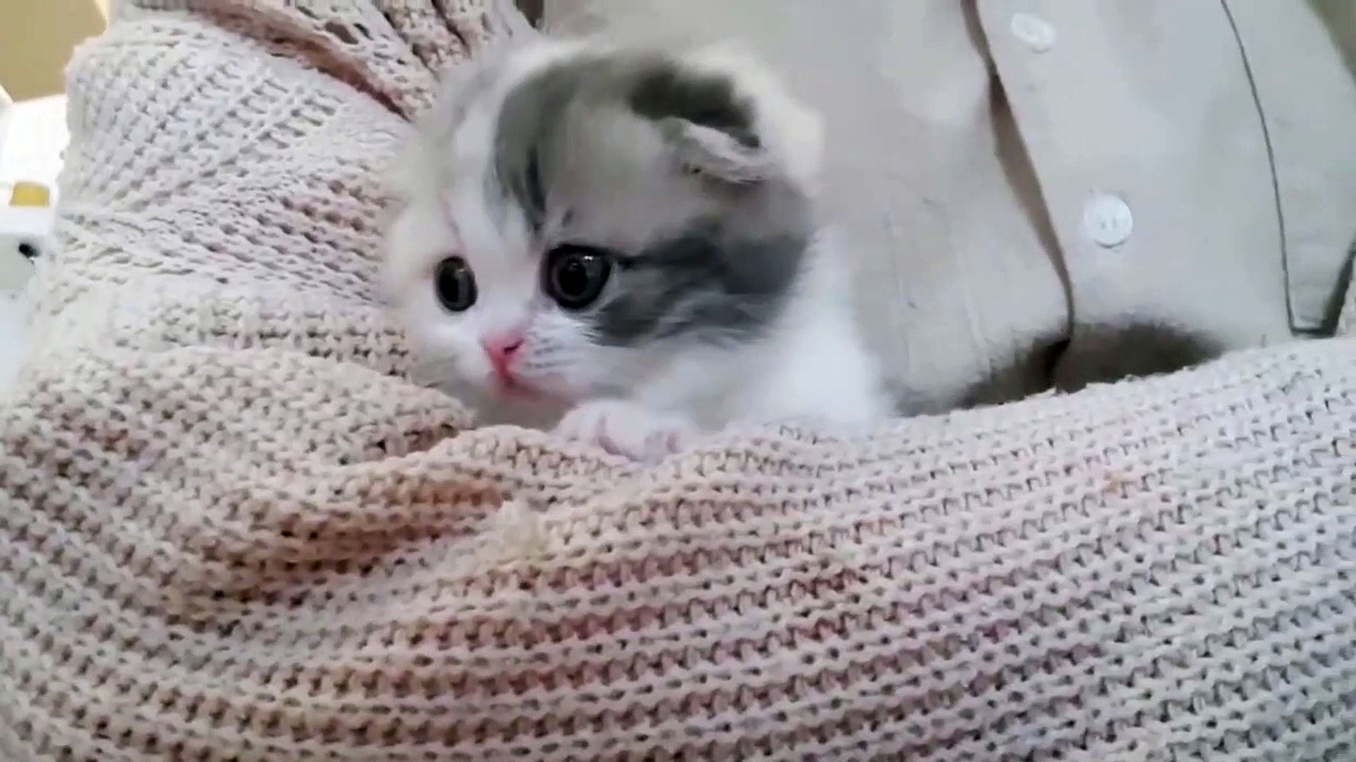 Cute Cats - Funny Cats _ Cat Videos