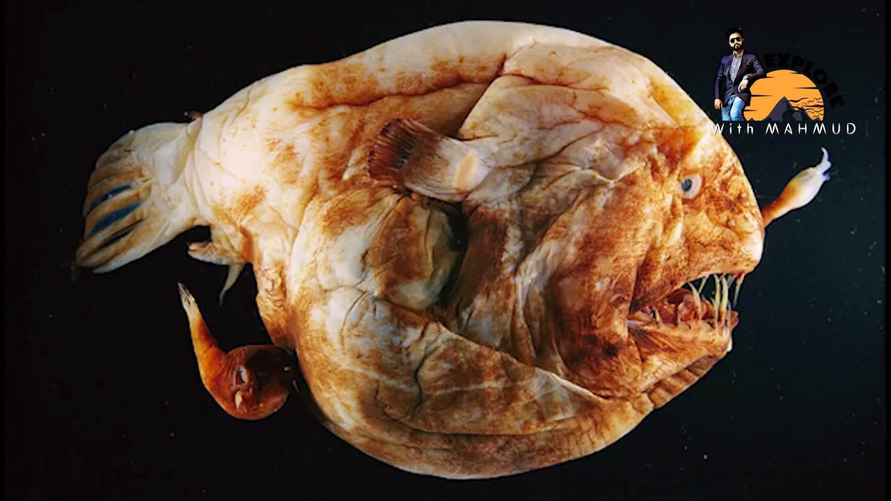 ভয়ঙ্কর || Angler Fish || রক্ত শুষে ভ্যাম্পায়ারের মতো শারীরিক সম্পর্ক করে এই মাছ @explorewithmahmud