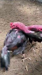 Kỹ Thuật Gà Chọi Ôm Đấm – Chiến Thuật Đặc Sắc & Hiệu Quả 🐓