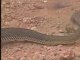 Animaux du desert : reptiles et cobras